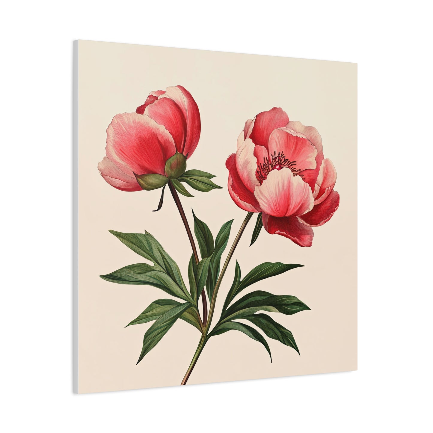 Peonies 03