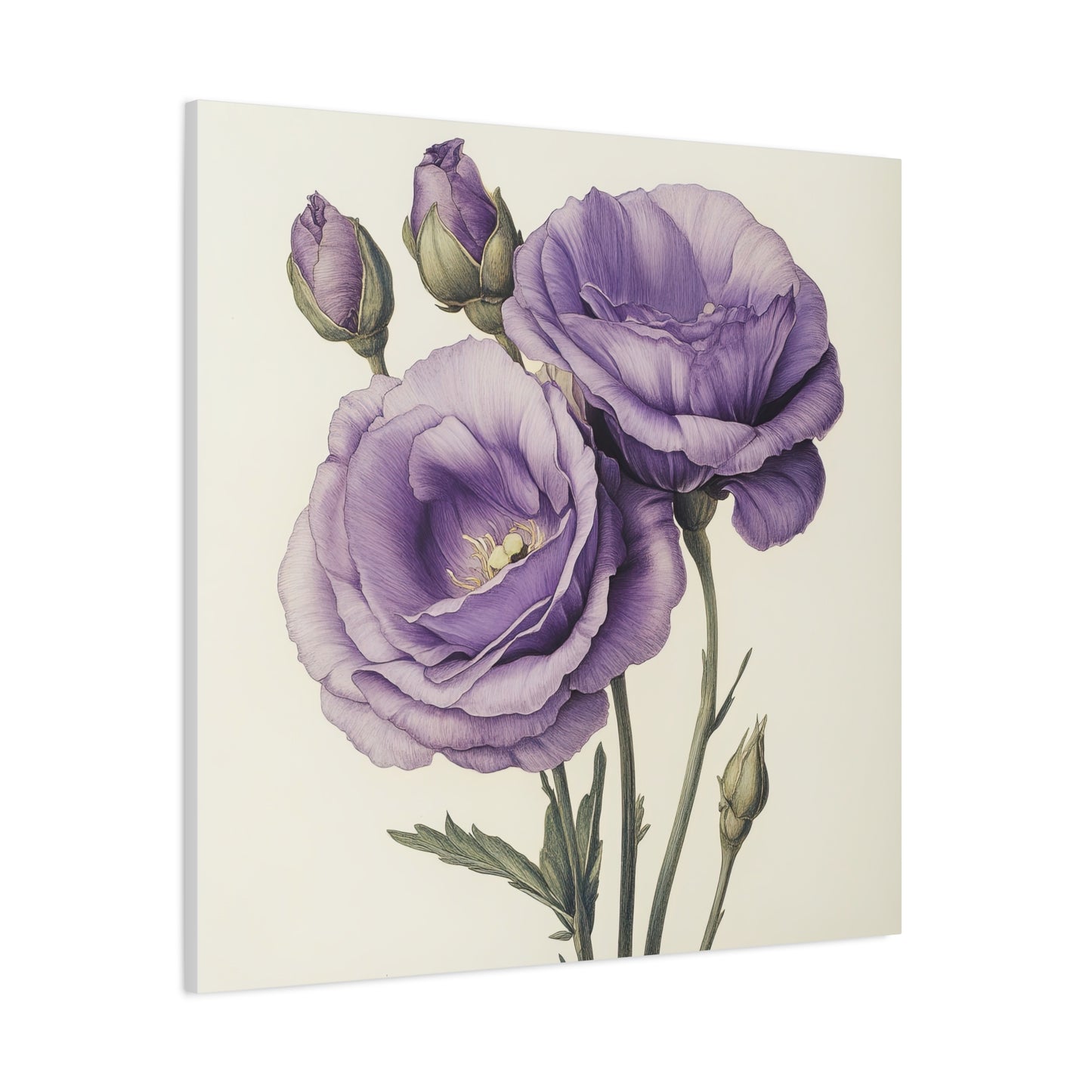 Eustoma 20
