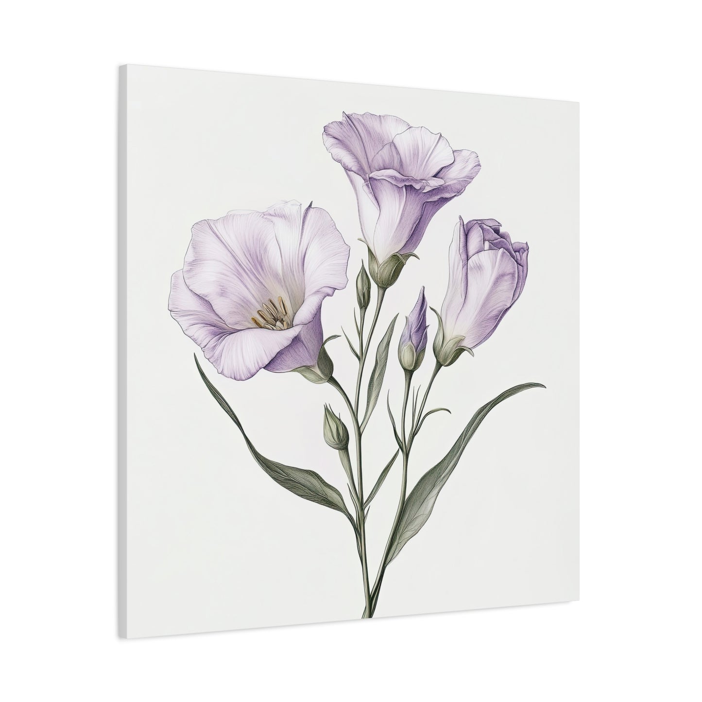 Eustoma 17