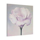 Eustoma 01